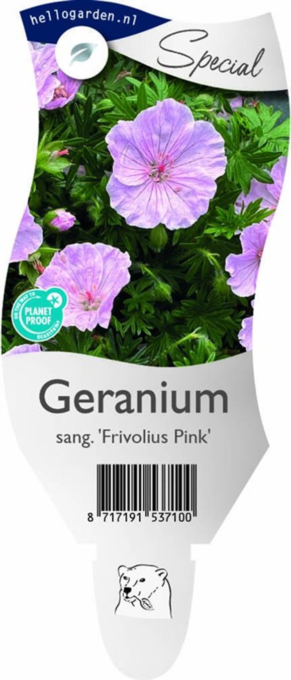 Geranium sang. Frivolius Pink - P11